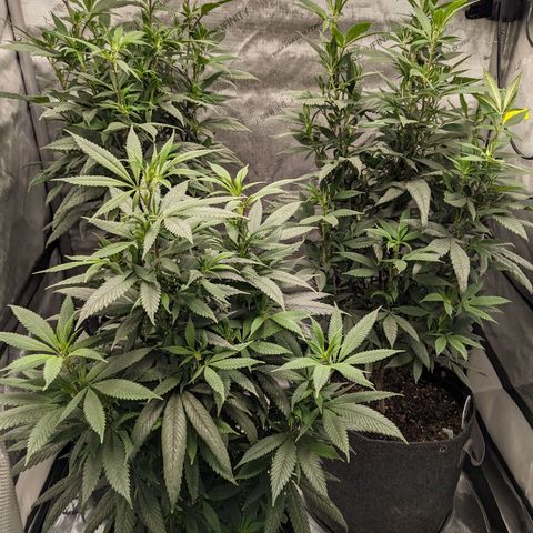 PG-13 growlog timeline photo