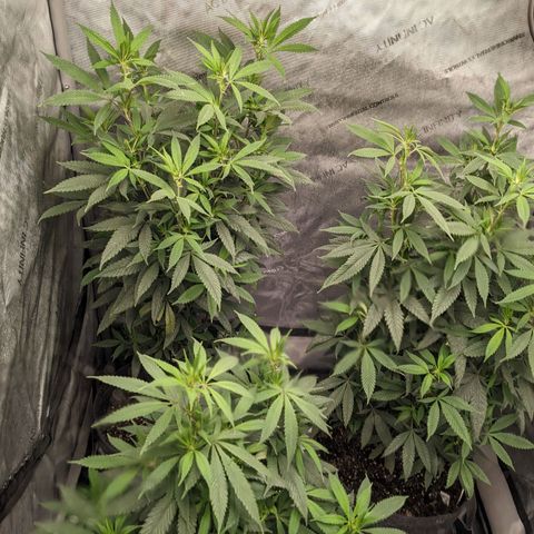 PG-13 growlog timeline photo