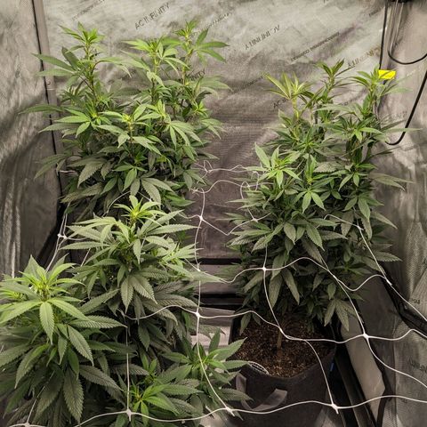 PG-13 growlog timeline photo