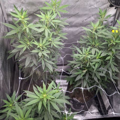 PG-13 growlog timeline photo