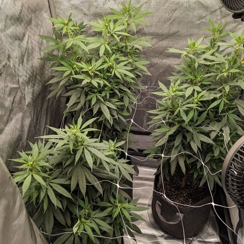 PG-13 growlog timeline photo