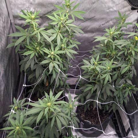 PG-13 growlog timeline photo