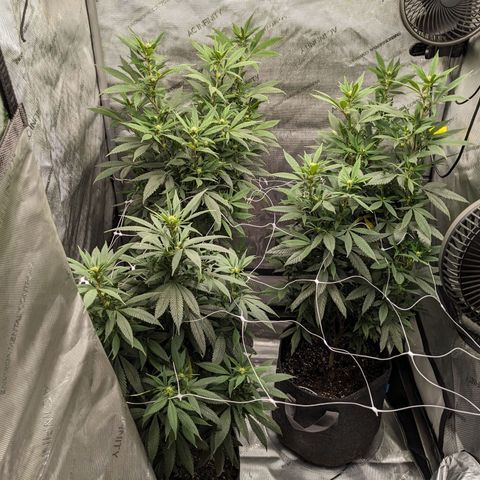 PG-13 growlog timeline photo