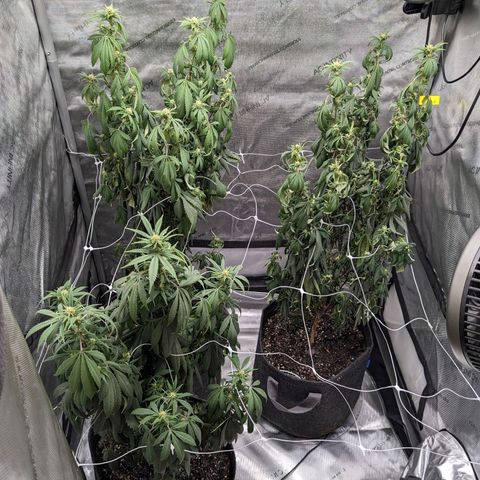 PG-13 growlog timeline photo