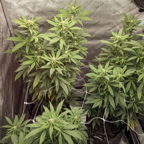 PG-13 growlog timeline photo