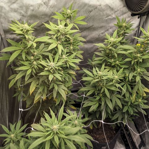 PG-13 growlog timeline photo