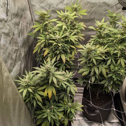 PG-13 growlog timeline photo