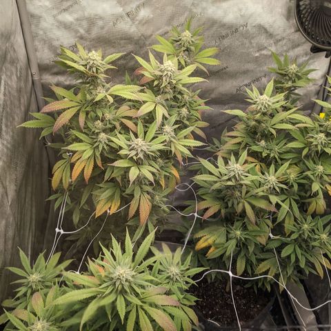 PG-13 growlog timeline photo