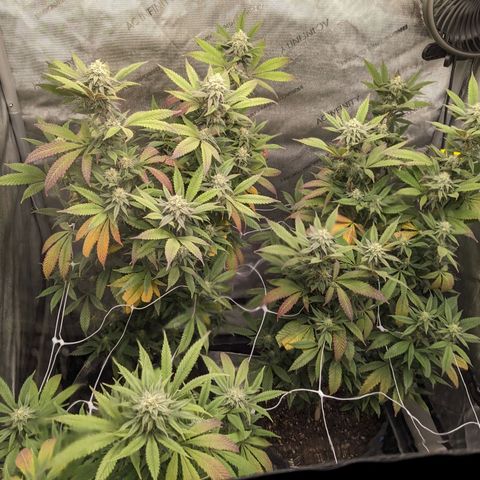 PG-13 growlog timeline photo