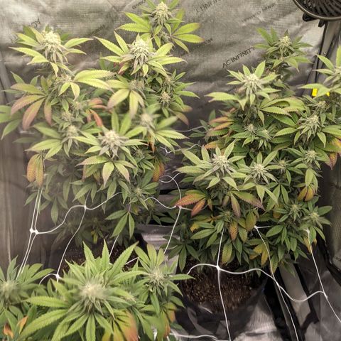 PG-13 growlog timeline photo