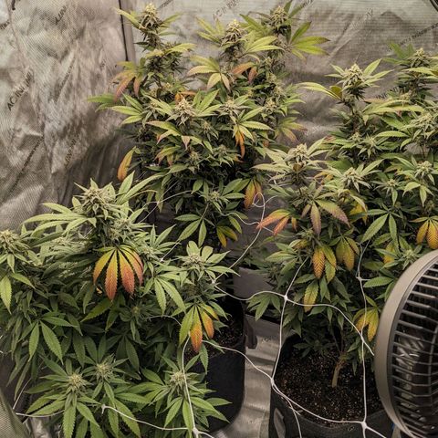 PG-13 growlog timeline photo