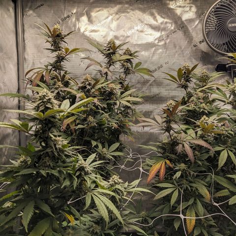 PG-13 growlog timeline photo