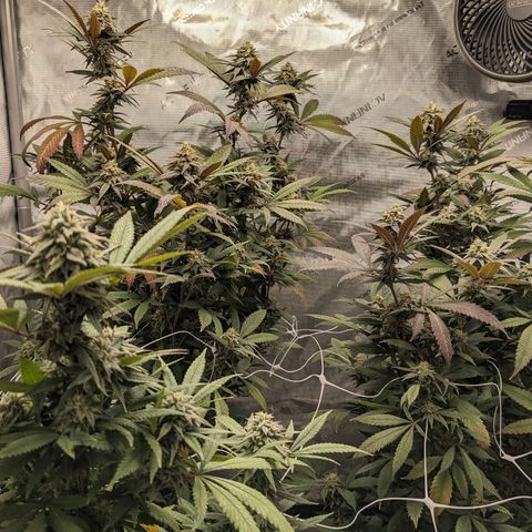 PG-13 growlog timeline photo
