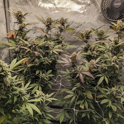 PG-13 growlog timeline photo