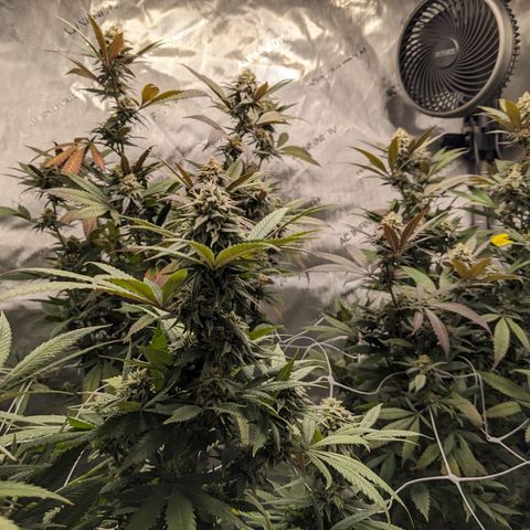 PG-13 growlog timeline photo
