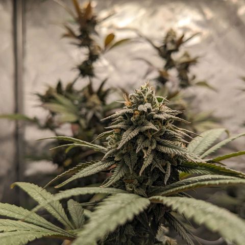 PG-13 growlog timeline photo