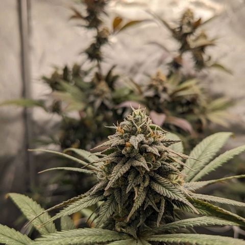 PG-13 growlog timeline photo