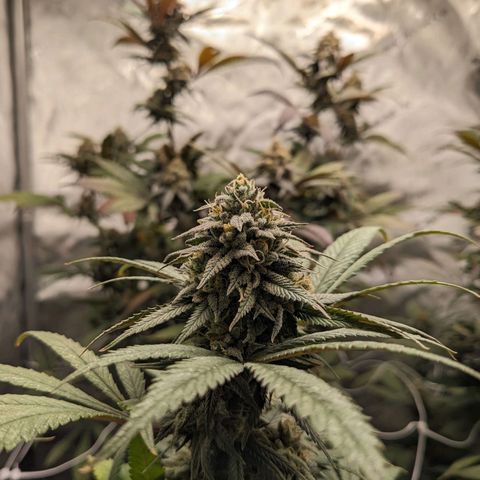 PG-13 growlog timeline photo