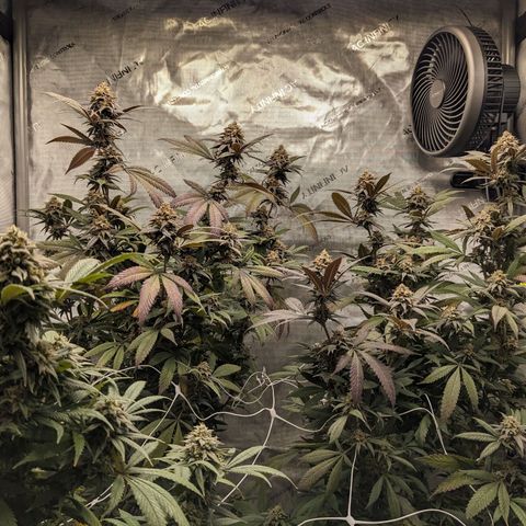 PG-13 growlog timeline photo