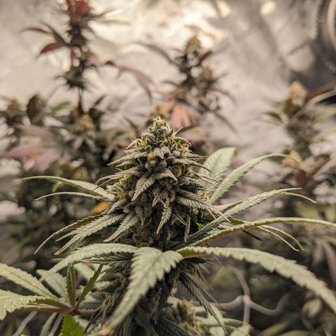 PG-13 growlog timeline photo