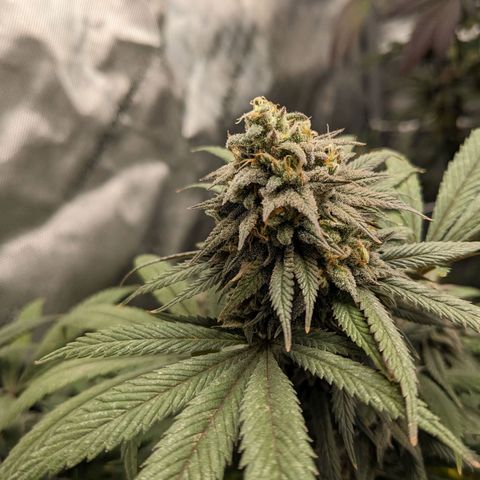 PG-13 growlog timeline photo