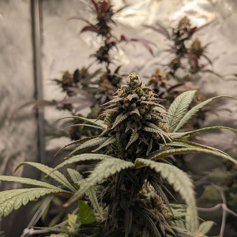 PG-13 growlog timeline photo