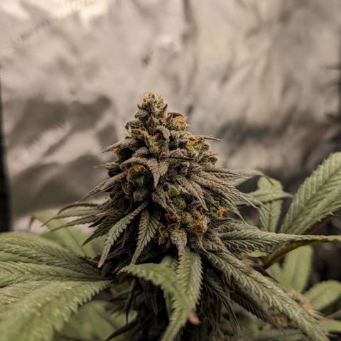 PG-13 growlog timeline photo