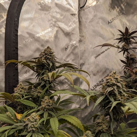 PG-13 growlog timeline photo