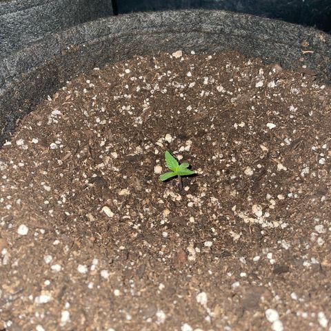 SOUR JEALOUSY growlog timeline photo