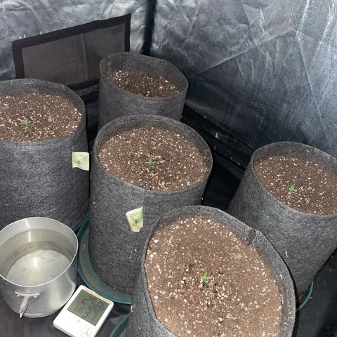 SOUR JEALOUSY growlog timeline photo