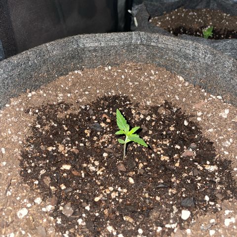 SOUR JEALOUSY growlog timeline photo