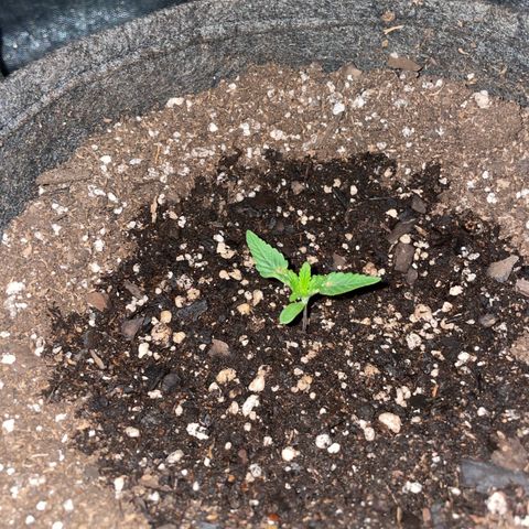 SOUR JEALOUSY growlog timeline photo