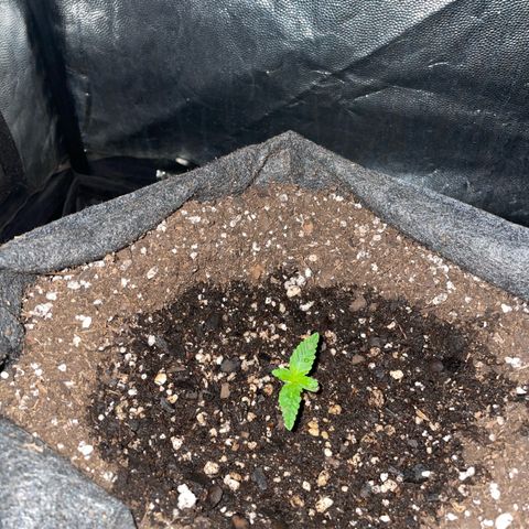 SOUR JEALOUSY growlog timeline photo