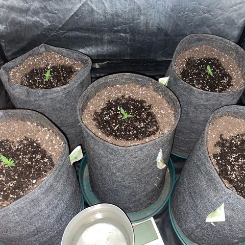 SOUR JEALOUSY growlog timeline photo