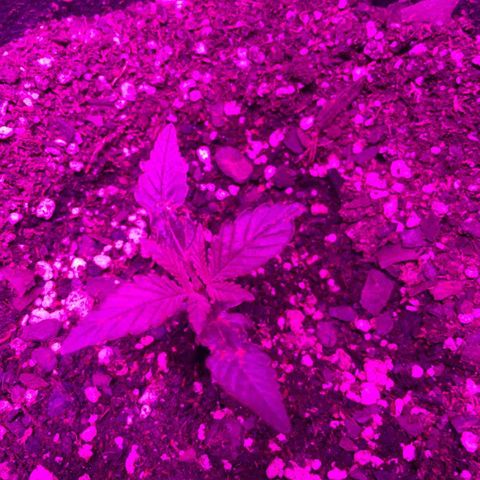 SOUR JEALOUSY growlog photo: Trips 😠
