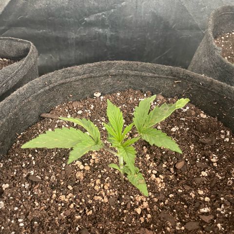 SOUR JEALOUSY growlog timeline photo