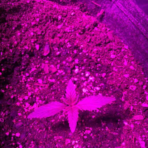 SOUR JEALOUSY growlog photo: Trips 😠