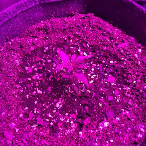 SOUR JEALOUSY growlog photo: Trips 😠