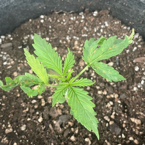 SOUR JEALOUSY growlog timeline photo