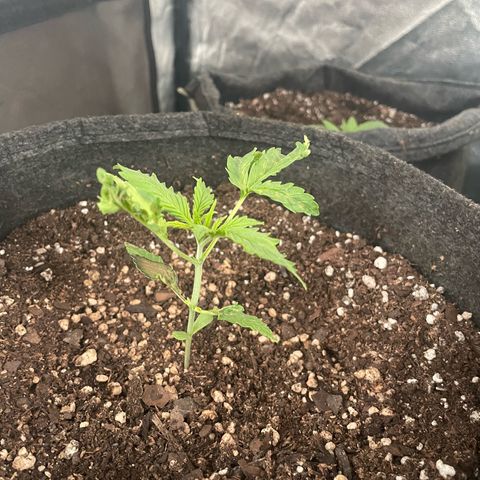 SOUR JEALOUSY growlog timeline photo