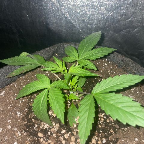 SOUR JEALOUSY growlog timeline photo