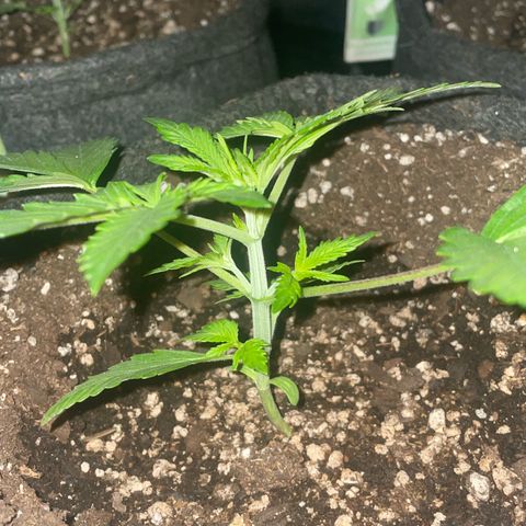 SOUR JEALOUSY growlog timeline photo