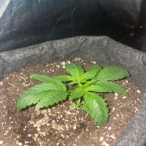 SOUR JEALOUSY growlog timeline photo