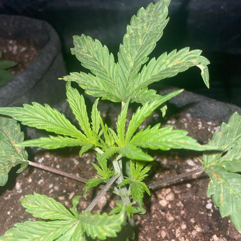 SOUR JEALOUSY growlog timeline photo