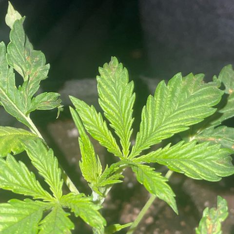 SOUR JEALOUSY growlog timeline photo