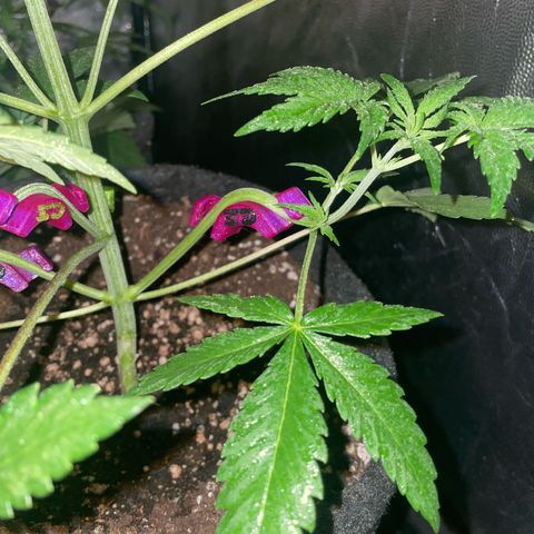 SOUR JEALOUSY growlog timeline photo