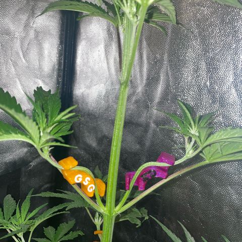 SOUR JEALOUSY growlog timeline photo