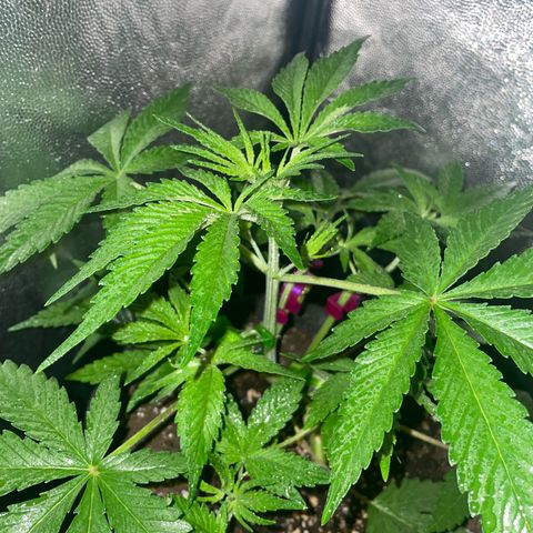 SOUR JEALOUSY growlog timeline photo