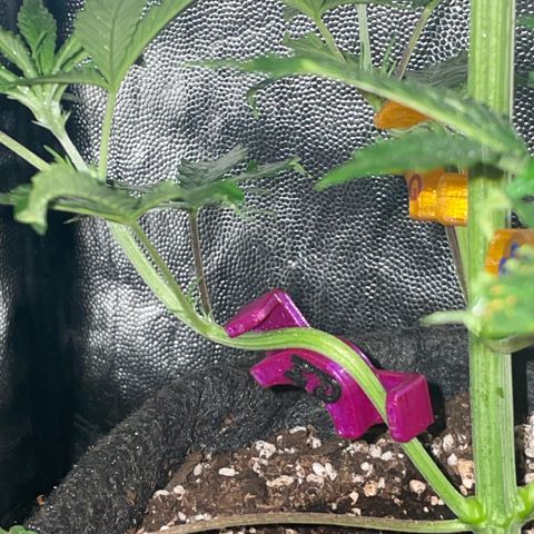 SOUR JEALOUSY growlog timeline photo