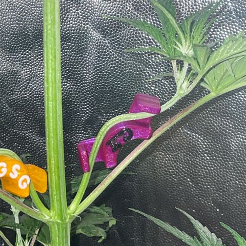 SOUR JEALOUSY growlog timeline photo